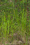 Blunt broom sedge